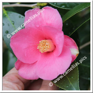 'Shimofusa-wabisuke'