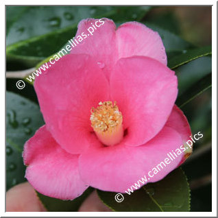 Camellia Japonica 'Shimofusa-wabisuke'