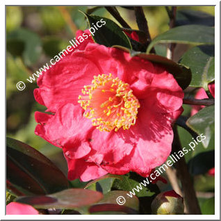 Camellia Camellia Japonica de Higo 'Shintsukasa'