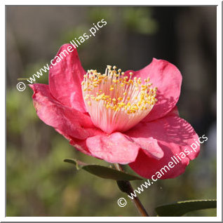 Camellia Camellia Japonica de Higo 'Shintsukasa'