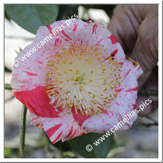 Camellia Higo Camellias 'Shintsukasa-nishiki'