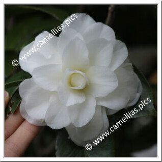 Camellia Japonica 'Shiragiku'