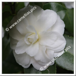 Camellia Japonica 'Shiragiku'
