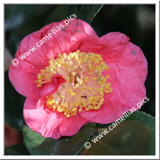 Camellia Higo Camellias 'Shiranui'