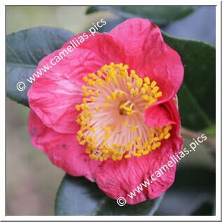 Camellia Camellia Japonica de Higo 'Shiranui'