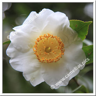 Camellia Camellia Japonica de Higo 'Shirataka'