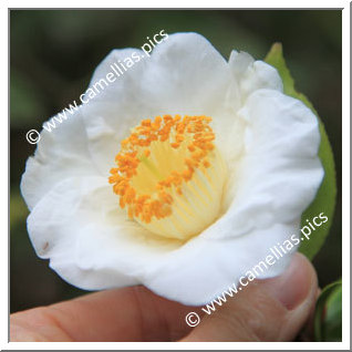 Camellia Camellia Japonica de Higo 'Shirataka'