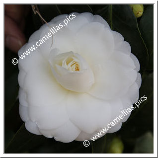 Camellia Japonica 'Shiratama-hôshu'