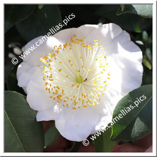 Camellia Camellia Japonica de Higo 'Shirayuki '