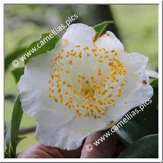 Camellia Higo Camellias 'Shirayuki '