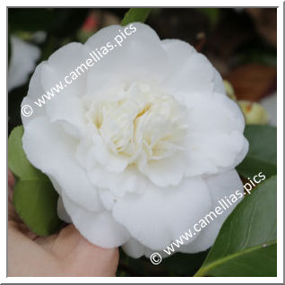 Camellia Japonica 'Shiro Chan'