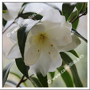 Camellia Japonica 'Shiro-kujaku'