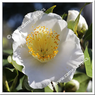 Camellia Camellia Japonica de Higo 'Shiro-osaraku'