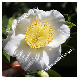 Camellia Camellia Japonica de Higo 'Shiro-osaraku'