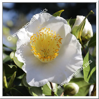 Camellia Camellia Japonica de Higo 'Shiro-osaraku'