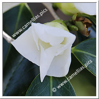 Camellia Wabisuke 'Shiro-wabisuke'