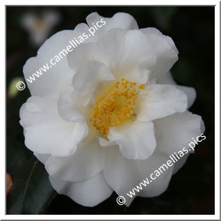 Camellia Japonica 'Shirobotan'