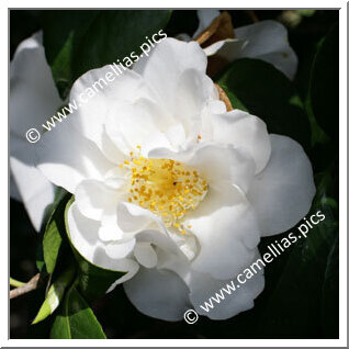 Camellia Japonica 'Shirobotan'