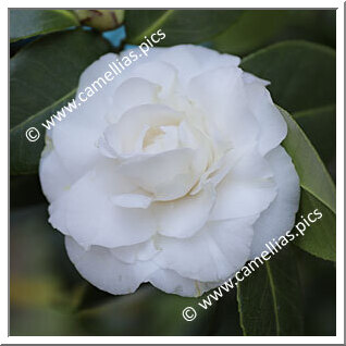 Camellia Japonica 'Shirobotanzaki-kingyoba-tsubaki'