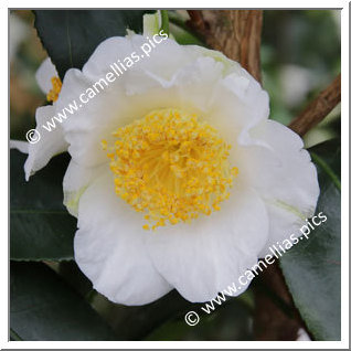 Camellia Japonica 'Shirokingyoba-tsubaki'