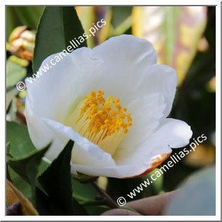 Camellia Japonica 'Shiroseiôbo'