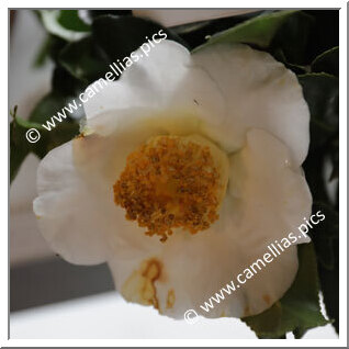 Camellia Japonica 'Shirohitoe-kingyoba-tsubaki'