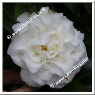 'Shiroya'e-kingyo-tsubaki'