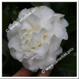 Camellia Japonica 'Shiroya'e-kingyo-tsubaki'