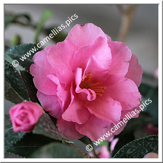 Camellia Sasanqua 'Shishigashira'