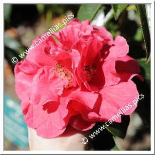 Camellia Reticulata 'Shizitou'