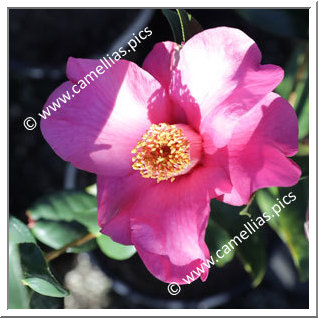 Camellia Hybrid 'Shock Wave'