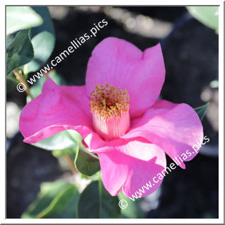 Camellia Hybrid 'Shock Wave'