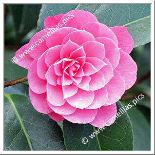 'Shocking Pink'