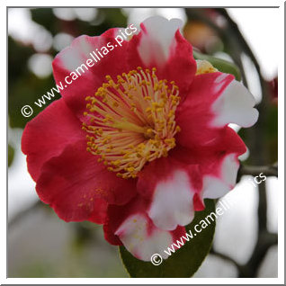 Camellia Camellia Japonica de Higo 'Shokkô-nishiki'