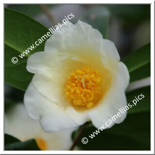 Camellia Hybrid 'Shokô'