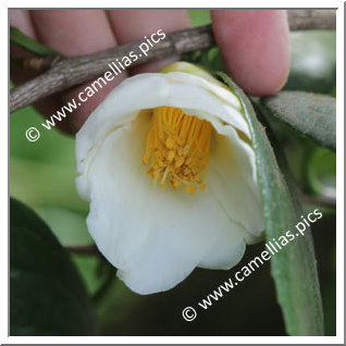 Camellia Hybrid 'Shokô'