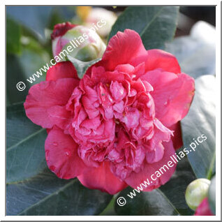 Camellia Japonica 'De Schone Van Het Leen '