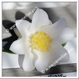 Camellia Japonica 'Shooting Star'