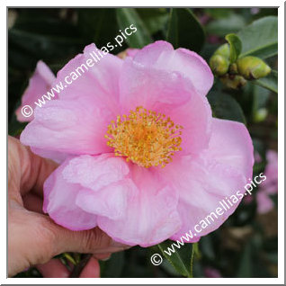 Camellia Hybrid 'Show Girl'