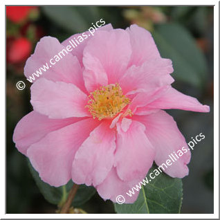 Camellia Hybride 'Show Girl'