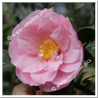 Camellia Japonica 'Show Time'