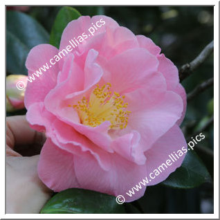 Camellia Japonica 'Show Time'