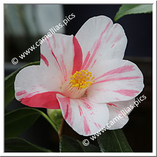 Camellia Japonica 'Shôwa-nishiki'