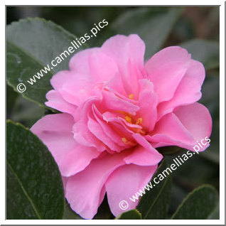 Camellia Sasanqua 'Shôwa-no-sakae'
