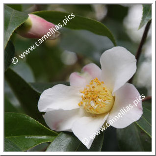 Camellia Japonica 'Shôwa-wabisuke'