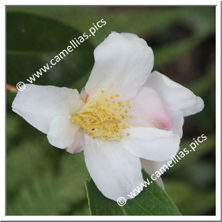 Camellia Japonica 'Shôwa-wabisuke'