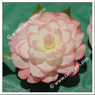 Camellia Hybride 'Showboat'