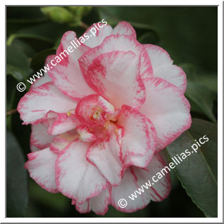 Camellia Japonica 'Shuchûka'