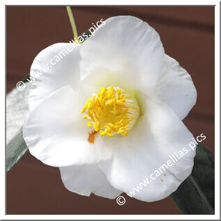 Camellia Japonica 'Shûfûraku'