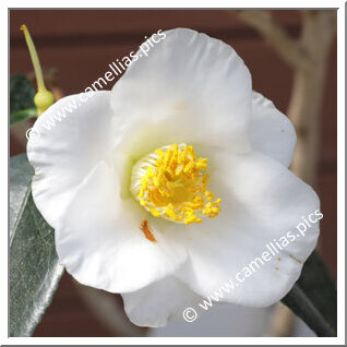Camellia Japonica 'Shûfûraku'
